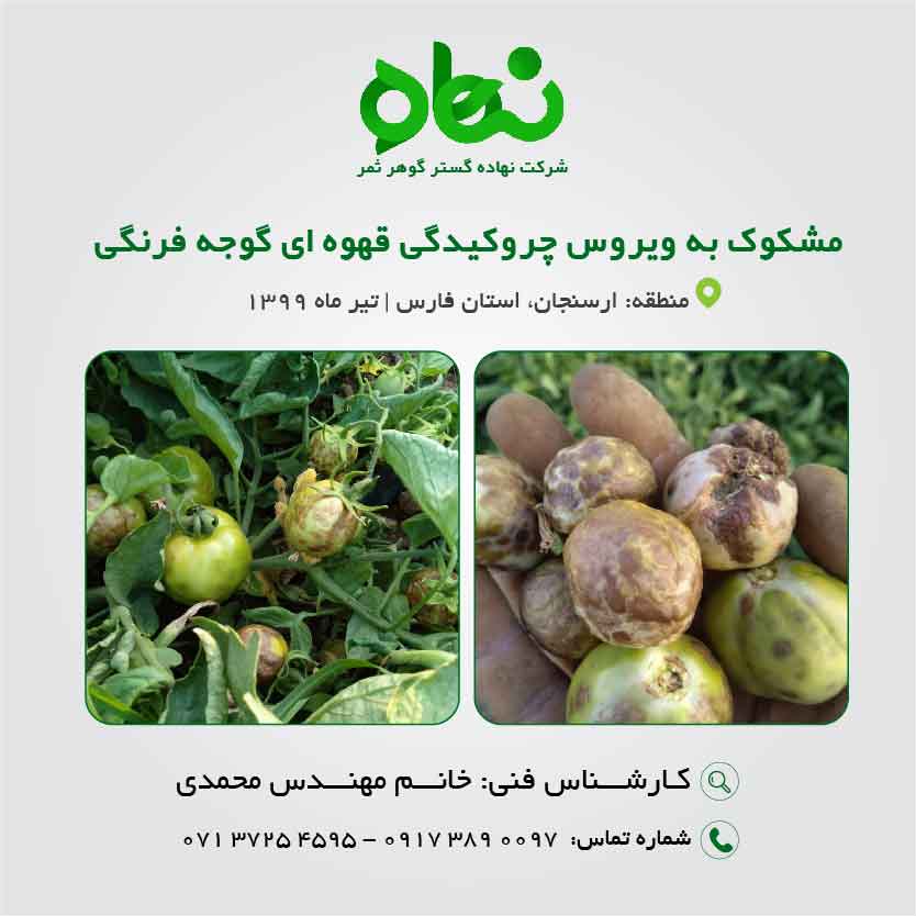 مشکوک به ویروس چروکیدگی قهوهای گوجه فرنگی